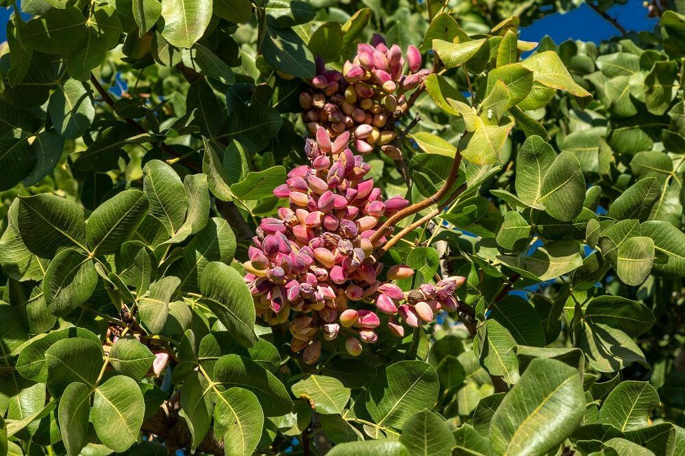 Pomi Fructiferi Exotici (Fistic Diferite Soiuri )