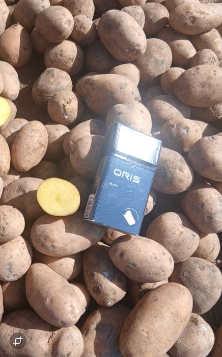 Семенной картофель