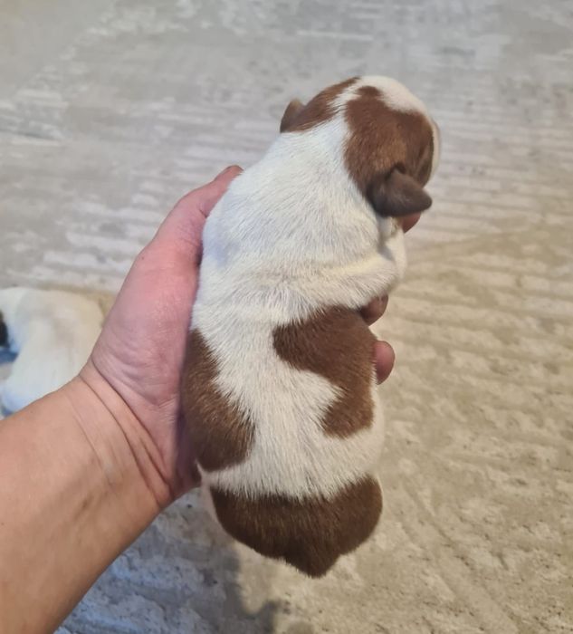 Джек рассел терьер