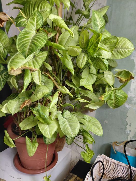 Комнатные красивые цветы