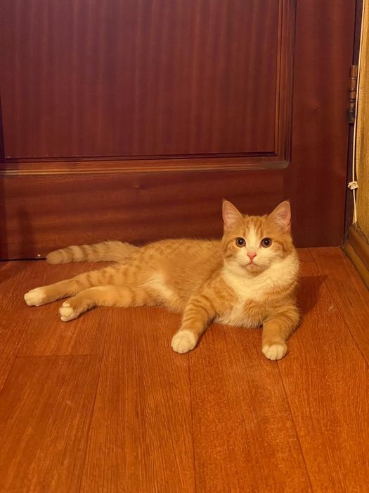 Кошечка в добрые руки