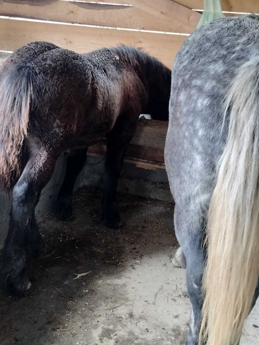 Vând poneiță și mânz