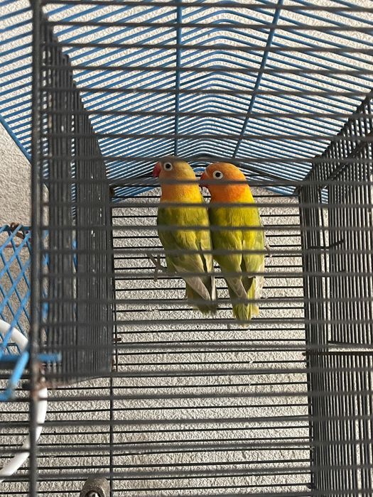 Pereche Papagali agapornis personata