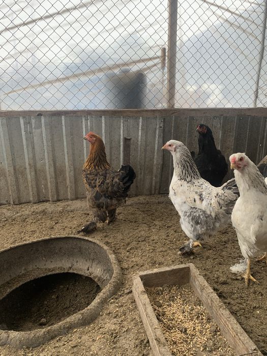 Прадается куры петушки