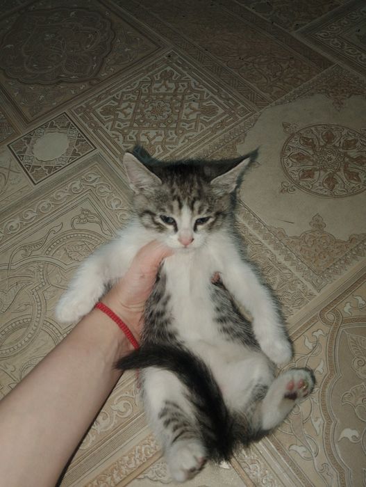 Отдам котят Бесплатно