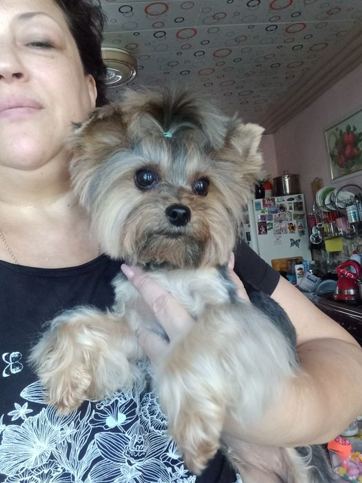 Передержка собак