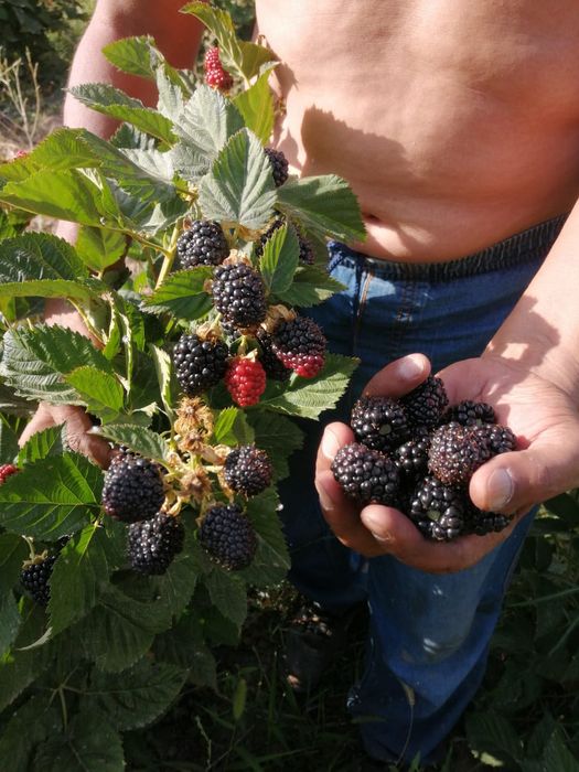 Ежевика Блэк джем