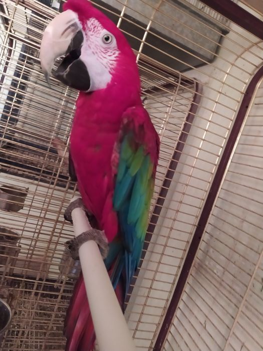 toti qushlar .xarxil turdagi qushlar   Jaku.Kakadu Ara