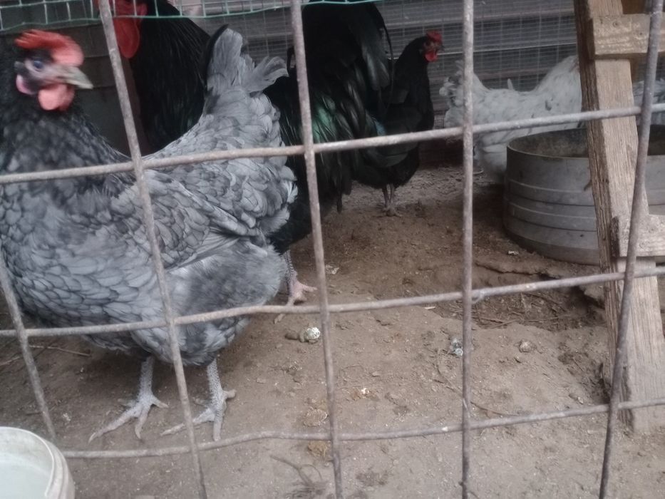Vând familie de păsări Australorp
