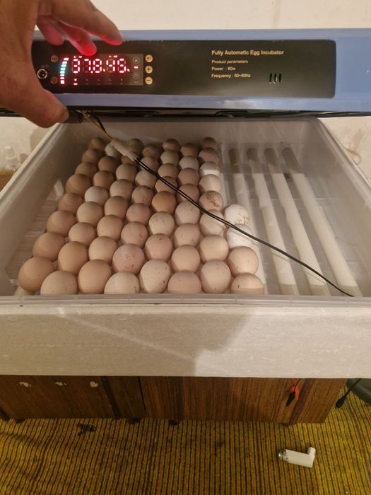 Inkubator Xizmati Tuxumlar Uruglangan Bolsa O'chirib Beraman