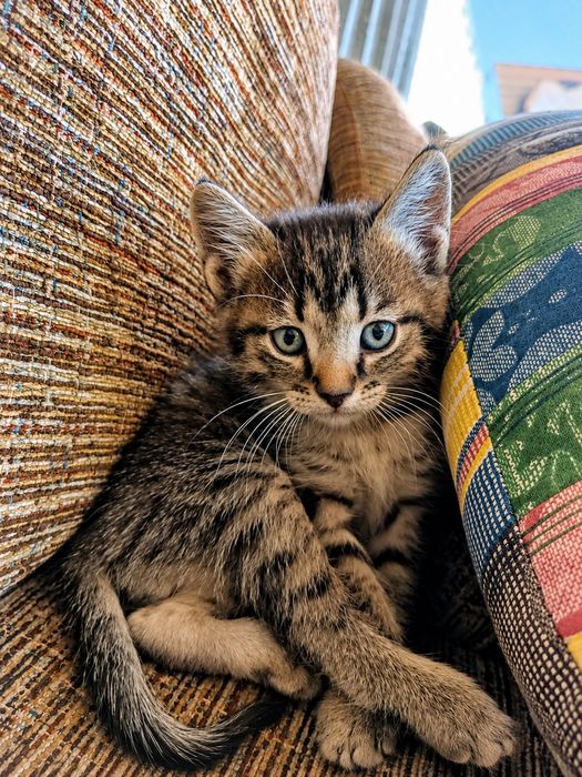 Котята ищут дом.отдам даром.
