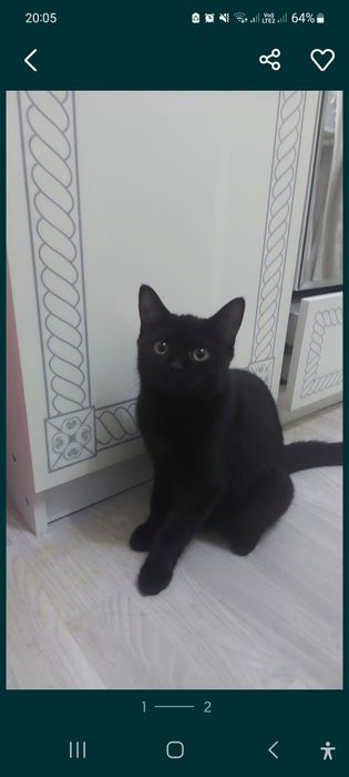 Отдам даром в добрые руки