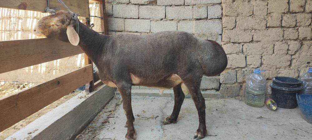 Qo'chqorlar sotiladi