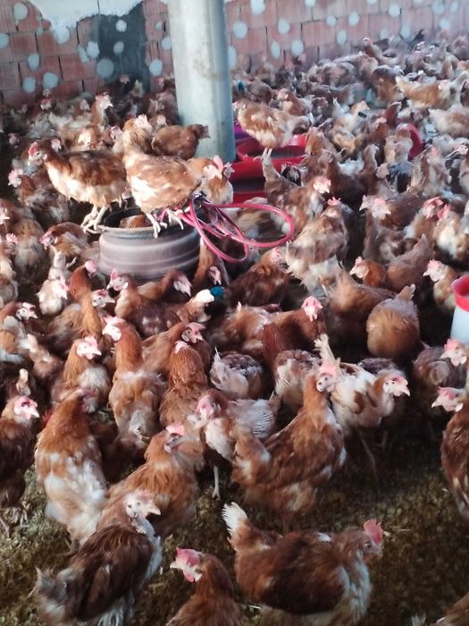 Ouicute tinere crescute la sol