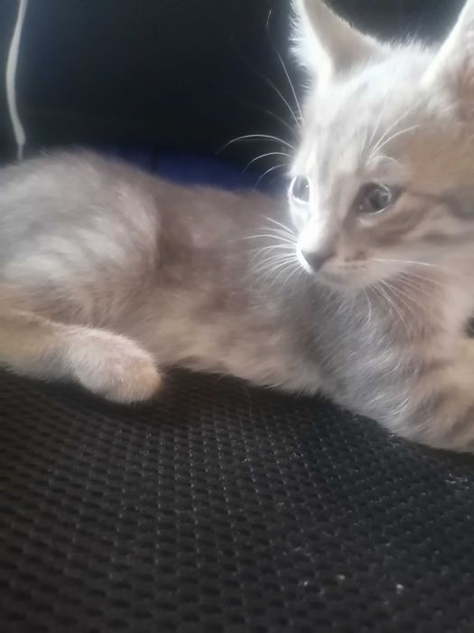 Котята 1,5 месяцев