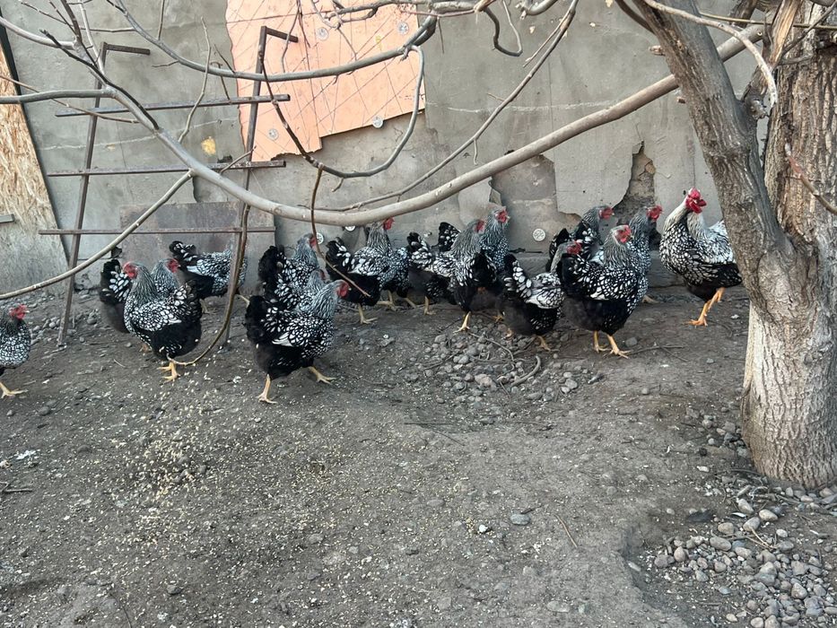 Виандот цыплята вьяндот