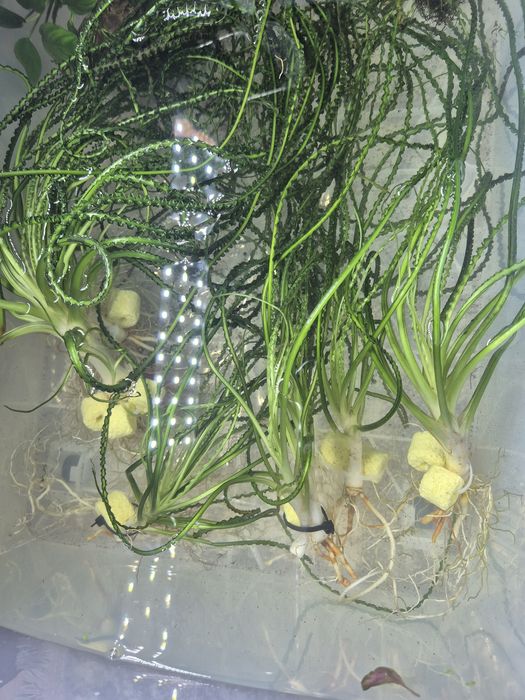 Кринум волнистый аквариумное растение