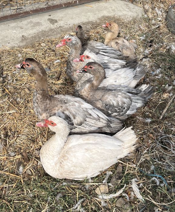 Rățoi și Rațe Leșești Tineret , Diferite Varietăți de Culori
