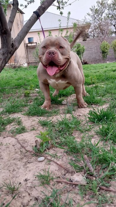 Американский булля