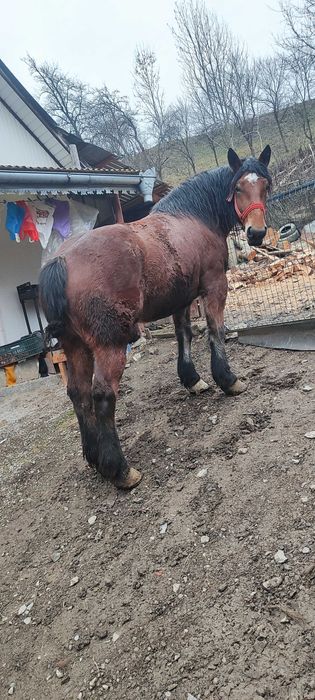 Iapa grea de vânzare