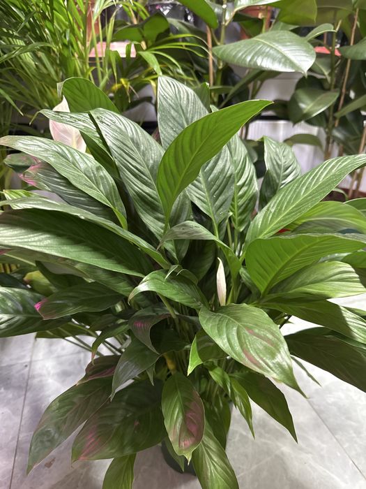 Женское счастье распродажа