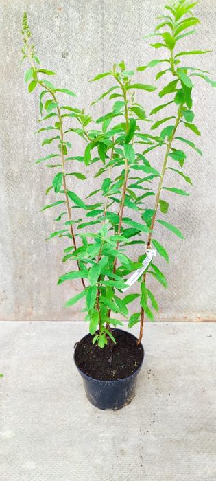 Продажа кустарников