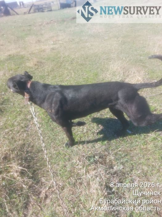 Продам кабеля Грейхаунд