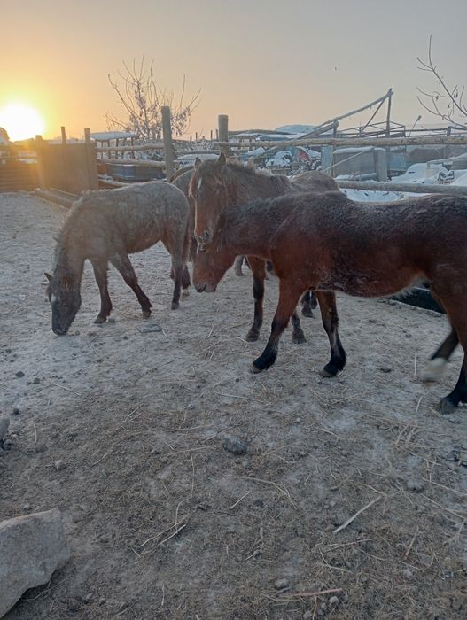 Продам тай с откорма