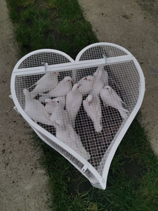 Porumbei voiajori albi pt nunta (evenimente speciale)