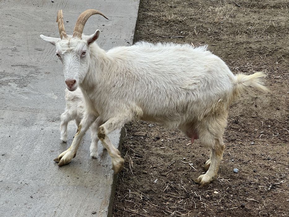 орыс ешкі сүтті  2лақ