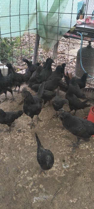 Găini ayam cemani