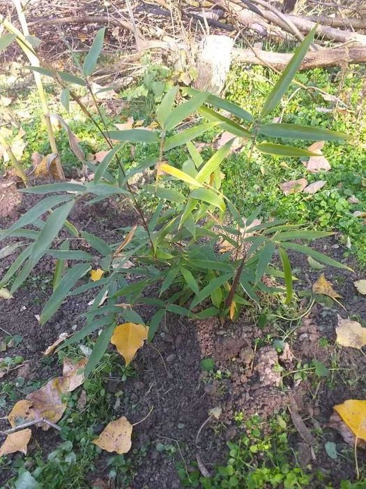 Bambusi puieti verzi crestere rapida