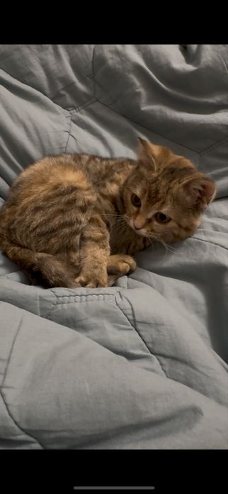 Кошка в добрые руки