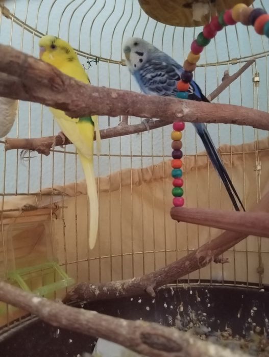 Tõtiqushlar / Qushlar