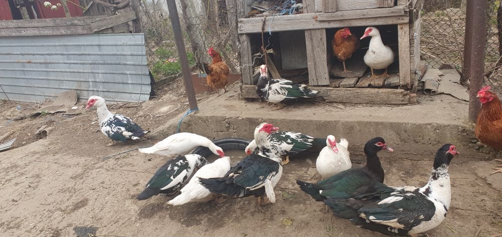 Rățoi și rate mute, cocoși iopani