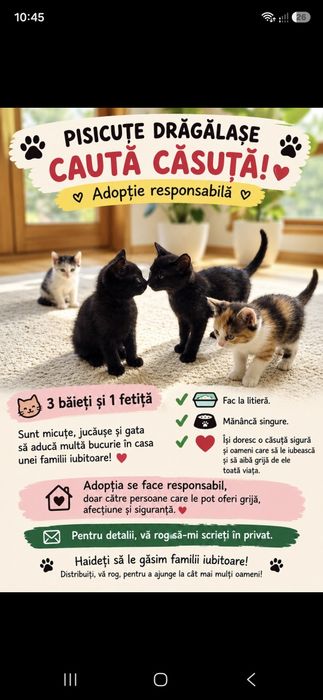 Adopții pui pisica