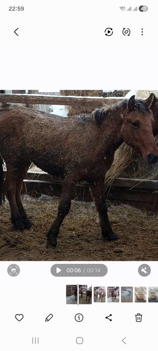 Продам лошадей (тай с откорма)