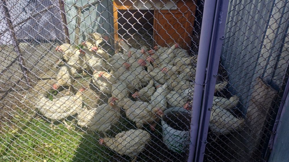 Продам кур несушек