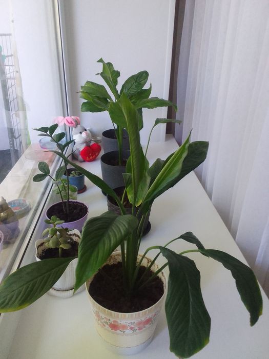Домшние растения,комнатные цветы