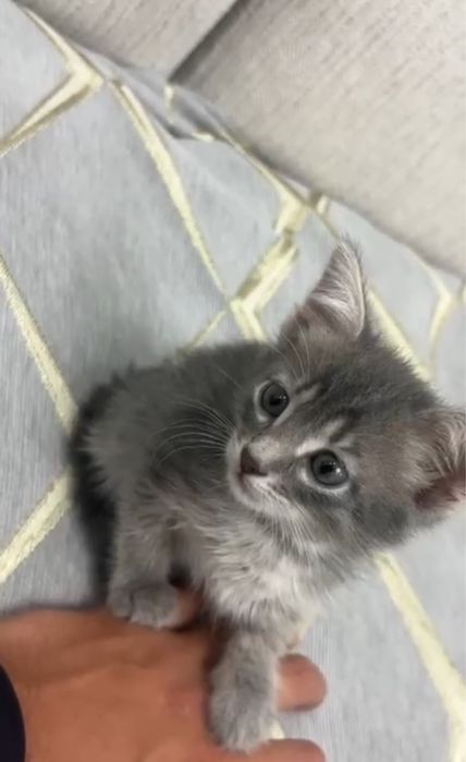 Отдам котёнка хорошие добрые руки,