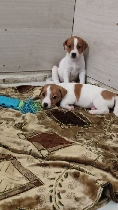 Продаются щенки Джек Рассел терьер