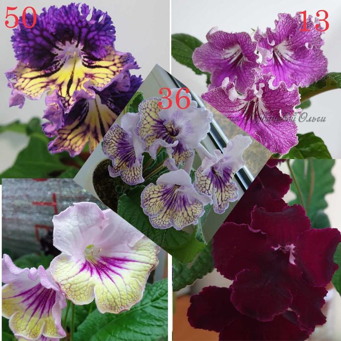 Стрептокарпус (детки) Набор!!!