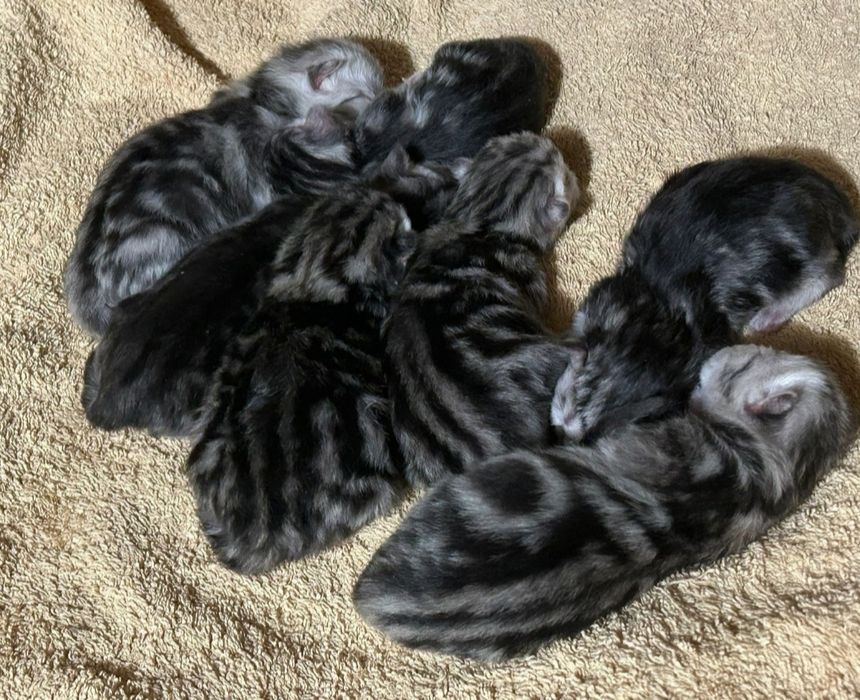 Вязка. Шотландский кот.