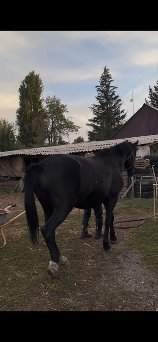 Продам кабылу 5 лет