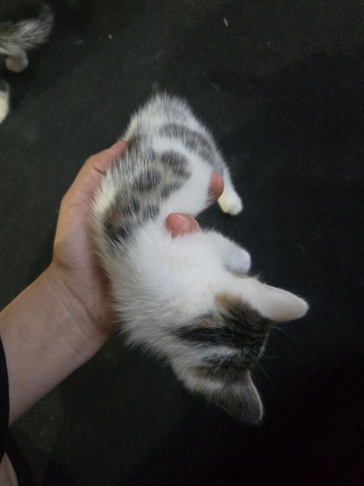 Bengal mushuk bolasi