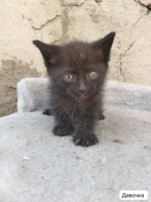 Котята ищут любящую семью
