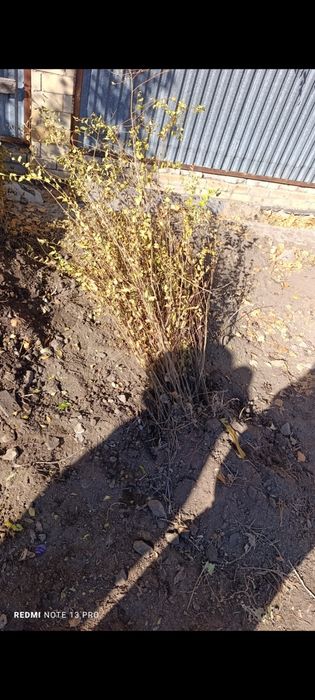 Вязь мелколистная