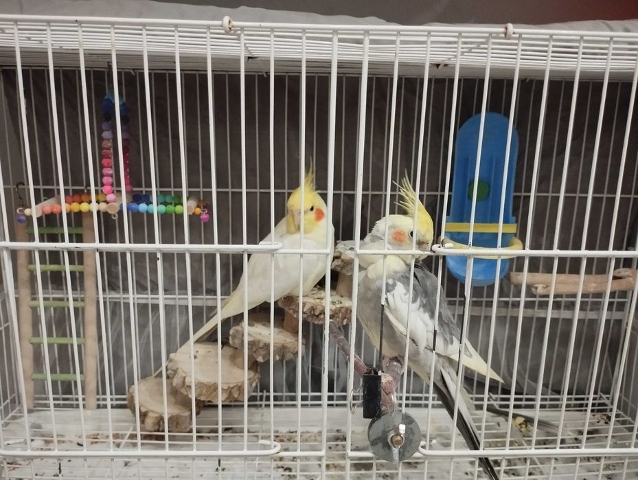 Продам, попугаев Корелла