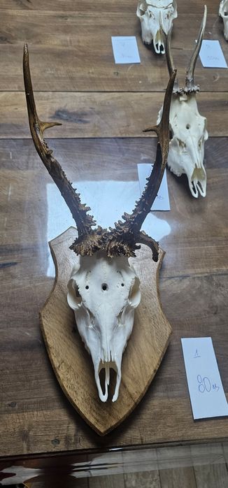 Рога и трофей от  елен и съръндак