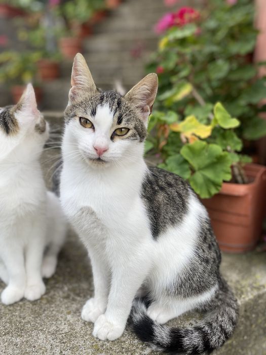 Малки котенца